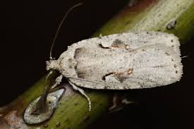 Attēlu rezultāti vaicājumam “Agonopterix ocellana”