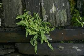 Attēlu rezultāti vaicājumam “Asplenium trichomanes”