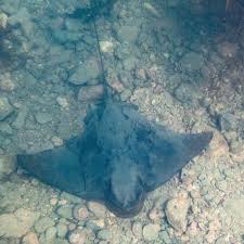 Image result for Myliobatis freminvillei