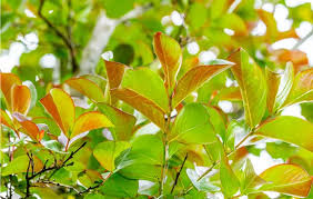 Attēlu rezultāti vaicājumam “Lonicera caerulea var. pallasii leaf”