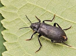 Attēlu rezultāti vaicājumam “Melandrya dubia”