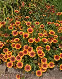 Image result for Gaillardia `Kobold`