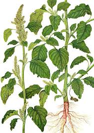 Attēlu rezultāti vaicājumam “Amaranthus retroflexus”