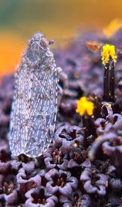 Attēlu rezultāti vaicājumam “Cixiidae”