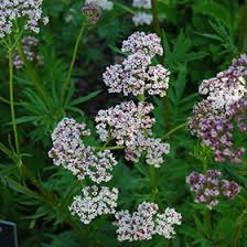 Attēlu rezultāti vaicājumam “Valeriana officinalis flower”