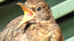 Attēlu rezultāti vaicājumam “Turdus merula juvenile”
