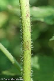 Attēlu rezultāti vaicājumam “Chaerophyllum aromaticum leaf”