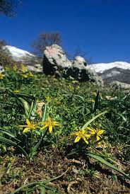 Attēlu rezultāti vaicājumam “Gagea lutea bud”