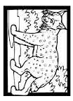 Lynx coloring page