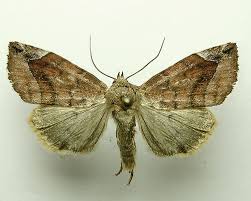 Attēlu rezultāti vaicājumam “Cosmia pyralina”