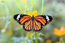 Image result for monarch butterfly