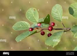 Attēlu rezultāti vaicājumam “Frangula alnus fruit”