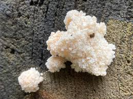 Attēlu rezultāti vaicājumam “Comatricha elegans var. microspora”