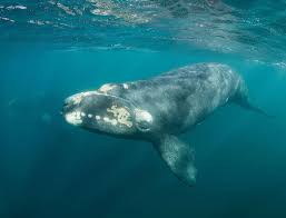 Image result for Eubalaena glacialis