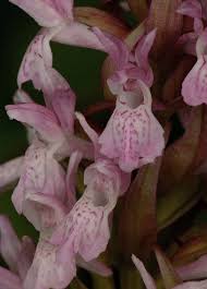 Attēlu rezultāti vaicājumam “Dactylorhiza incarnata leaf”