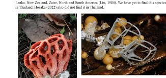 Attēlu rezultāti vaicājumam “Clathrus ruber”