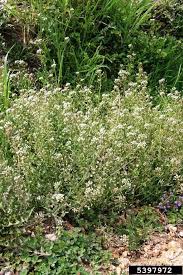 Attēlu rezultāti vaicājumam “Capsella bursa-pastoris”