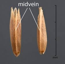 Attēlu rezultāti vaicājumam “Poa pratensis fruit”