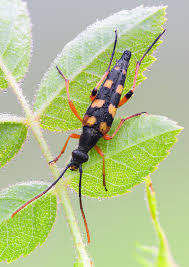 Attēlu rezultāti vaicājumam “Strangalia attenuata”