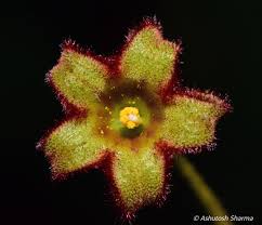 Attēlu rezultāti vaicājumam “Cribraria rubiginosa”