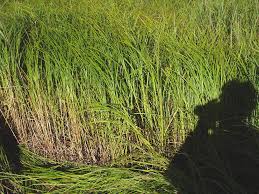 Attēlu rezultāti vaicājumam “Carex atherodes”