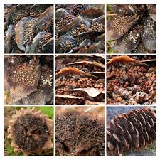 Attēlu rezultāti vaicājumam “Pucciniastrum areolatum”