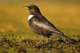 Image result for Turdus torquatus
