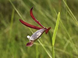 Attēlu rezultāti vaicājumam “Seligeria donniana sporophyte”