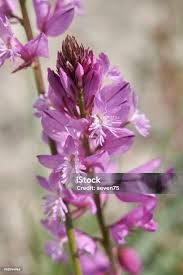 Attēlu rezultāti vaicājumam “Polygala vulgaris”
