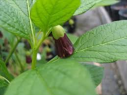 Attēlu rezultāti vaicājumam “Scopolia carniolica flower”
