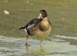 Attēlu rezultāti vaicājumam “Anser serrirostris”