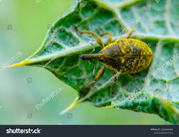 Attēlu rezultāti vaicājumam “Larinus sp.”