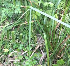 Attēlu rezultāti vaicājumam “Carex pseudocyperus fruit”