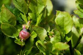 Attēlu rezultāti vaicājumam “Vaccinium uliginosum flower”