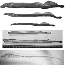 Image result for Lethenteron camtschaticum