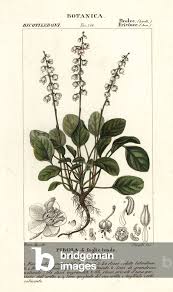 Attēlu rezultāti vaicājumam “Pyrola rotundifolia leaf”