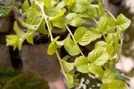 Image result for Lysimachia nummularia