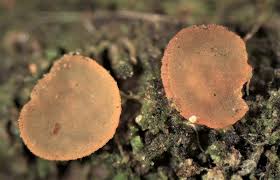 Attēlu rezultāti vaicājumam “Hyalorbilia inflatula”