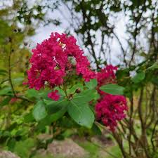 Image result for Lagerstroemia