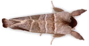 Attēlu rezultāti vaicājumam “Clostera curtula”