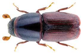 Attēlu rezultāti vaicājumam “Scolytus scolytus, Scolytus multistriatus”