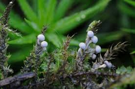 Attēlu rezultāti vaicājumam “Diderma subviridifuscum spores”