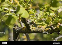 Attēlu rezultāti vaicājumam “Ginkgo biloba female flower”