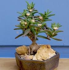 Attēlu rezultāti vaicājumam “Diderma montanum macro”