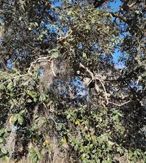 Attēlu rezultāti vaicājumam “Neckera complanata sporophyte”