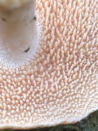 Attēlu rezultāti vaicājumam “Hydnum sp.”