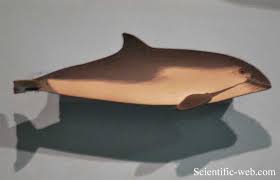 Image result for Phocoena phocoena