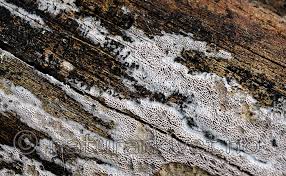 Attēlu rezultāti vaicājumam “Anomoporia bombycina”