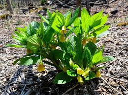 Attēlu rezultāti vaicājumam “Scopolia carniolica”