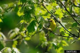 Image result for Vermivora peregrina